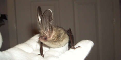 Brown long-eared bat